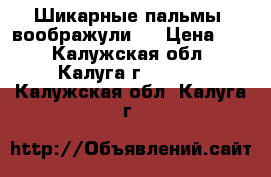 Шикарные пальмы “воображули“  › Цена ­ 2 - Калужская обл., Калуга г.  »    . Калужская обл.,Калуга г.